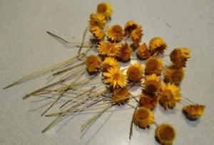 20  Dried Straw Flowers, Yellow Stems, Wedding Crowns