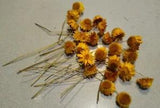 20  Dried Straw Flowers, Yellow Stems, Wedding Crowns