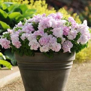 NEW! 25 Double Cascade Orchid Mist Petunia Seeds, Pelleted for easier sowing and germination, Petunia Hybrida PE5325P