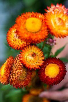 Tall Mix Strawflower Flower Delivery
