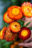 Tall Mix Strawflower Flower Delivery