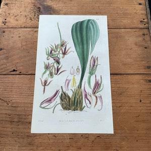 Gongora Orchid, 1830 Hand-Colored Curtis Engraving, Original Antique Botanical Print