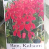 Orchid Vanda Ren Kalsom Red Dragon Hanging Tropical Plants