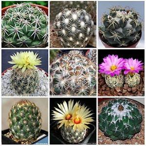 30 Pcs- Coryphantha Cactus Mix Seeds/ S029