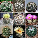 30 Pcs- Coryphantha Cactus Mix Seeds/ S029