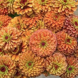 10+ seeds / Queen Lime Orange Zinnia Seed / Zinnia elegans | Flower Seeds / Flower Bouquet / Cut Flower / Unique Color / (#90)