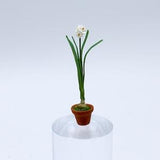 Paper Whites (One Bulb)