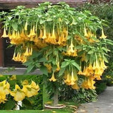 10 Brugmansia Suaveolens Yellow Seeds - Datura Seeds Dwarf Brugmansia Angel Trumpet Bonsai Flower Fragrant Yellow