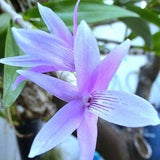 Dendrobium orchid ceraula blue Flower in bloom very rare