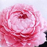 Peonies / Giant flowers wedding decoration / Paper Flower Backdrop / Wedding Wall / Wedding Backdrop / Large Paper Flowers / Paper Wedding