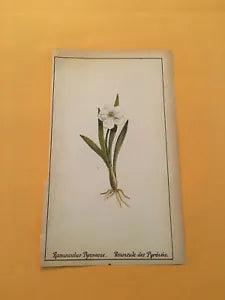 KS) 1878 Botanique Pratique Ranunculus Pyrenaeus Original Flower Colored Print