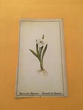 KS) 1878 Botanique Pratique Ranunculus Pyrenaeus Original Flower Colored Print