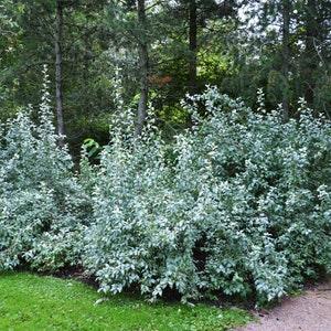 AMERICAN SILVERBERRY Elaeagnus commutata, 3 Seeds