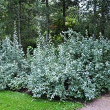 AMERICAN SILVERBERRY Elaeagnus commutata, 3 Seeds