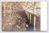 c1914-1908 RPPC Postcard AZO Real Photo Greenhouse Carnation Flowers