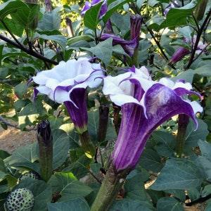 Purple Ballerina Trumpet Flower - Datura fastuosa 'Double Purple' - Rare Plant Seeds - Purple ballerina, Purple-White, Trumpet flower