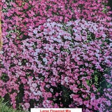 Aubretia Seeds Large Flowered Perennial Mix- Perfect for Rockery and Alpine Gardens