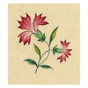 Carnation (Dianthus Caryophyllus) Flower ??C mid-19th-century watercolour painting