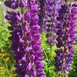 80 Lanaudi??re Lupine Seeds - organic plant with pink or purple perennial flowers - hand picked in 2022