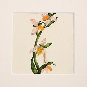 BEE ORCHID 1890s Antique Botanical Print - Wild Flower Chromolithograph - Home Decor, Wall hanging