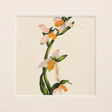 BEE ORCHID 1890s Antique Botanical Print - Wild Flower Chromolithograph - Home Decor, Wall hanging