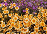 Tidy Tips Seed, Heirloom Flower Seed, Daisy Seed, Non-Gmo Annual Wildflower 75ct