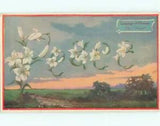 NEW LISTINGc1910 Language Of Flowers PEACE - SPELLED IN LILY FLOWERS : clearance AC5012