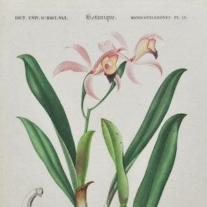Cattleya Orchid - Hand-colored Original Antique Botanical Print - Orbigny engraving 1849 (lelia cattleioides plant flower seed orchidaceae)