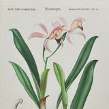 Cattleya Orchid - Hand-colored Original Antique Botanical Print - Orbigny engraving 1849 (lelia cattleioides plant flower seed orchidaceae)