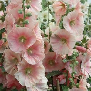 20 Seeds Hollyhock Alcea rosea Cottage Apricot pink Seeds  (Perennial)