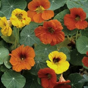 Nasturtium Flower Seeds  Whirlybird Mix Nasturtium Flower Seeds, "COOL BEANS N sprouts" Brand. Home Gardening.