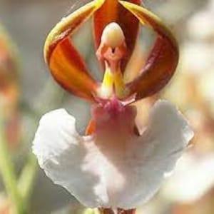 100 Ballerina Orchid Flower seed and  20 Monkey Face Orchid Flower plant Plus free gift Nice for home and patio Limited supply Order Now