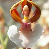 100 Ballerina Orchid Flower seed and  20 Monkey Face Orchid Flower plant Plus free gift Nice for home and patio Limited supply Order Now