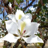 20 Bauhinia alba, White orchid tree Seeds, Buddhist Bauhinia Seeds