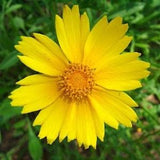 Lance-Leaved Coreopsis Flower Seeds,