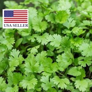 Cilantro Coriander 200 seeds, Coriandrum sativum, herb seeds, Naturally Grown, New