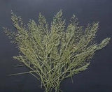 Pressed Branches Leaves Flowers Floral Art Resin Materials Card Making Materials