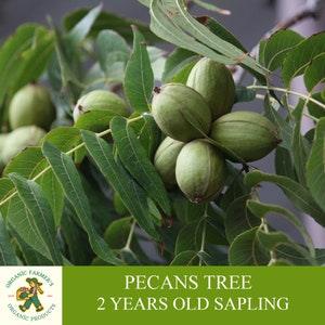 Pecan Sapling, Grafted Ready For Planting, With Tubed Soil, 2 Years Old Pecan Tree With Abundant Fruit, For Pot and Garden -Open Pollination