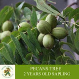 Pecan Sapling, Grafted Ready For Planting, With Tubed Soil, 2 Years Old Pecan Tree With Abundant Fruit, For Pot and Garden -Open Pollination
