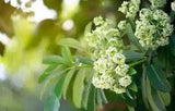 Ruk Aththana Alstonia scholaris Milky Pine Inian Pulai -250g New Condi