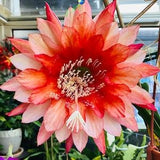 1 unrooted cutting/ leaf/ stem Super Rare Hot  Kiwi Ghostly Epiphyllum Orchid Cactus 6-8???
