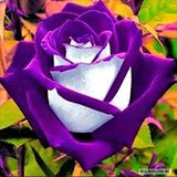 ROSE SEEDS OSIRIA purple 50 pcs rare exotic flower seeds, perennial flowers, rare rose - high quality selected seeds