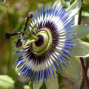 The Blue Passion Flower, Seeds Packet | Passiflora caerulea Seed | Bluecrown Passionflower Vine Seeds | Passionfruit Plant Seed