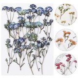 Multi-purpose DIY Embossed Plant Pressed Flowers Manual Real Dried Flowers