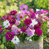 35 Purple Rain Flower Seed Mix / Zinnia Elegans / Cosmos Bipinnatus/ English Garden/ Wildflowers / Cottage Flower/ Cut Flowers