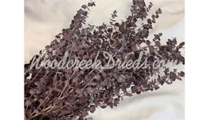 PRESERVED DYED PURPLE EUCALYPTUS FLORAL FOLIAGE FILLER FLOWER SCENTED
