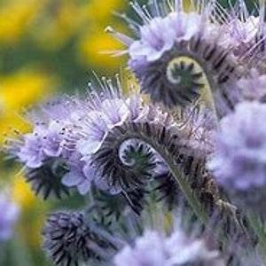 Fragrant Bees Friend 300 Phacelia tanacetifolia Seeds Cut Flower Bouquet Draws Pollinators Dizzy Bees Urban Garden *combined shipping*
