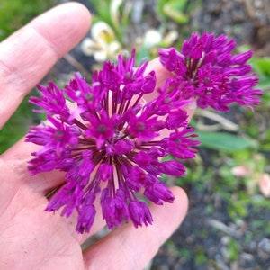 Purple Allium Seeds (allium aflatunense) Large headed Perennial Chive Ornamental Flowers, Canada Grown, 20/40 seeds - Flat Rate Shipping!