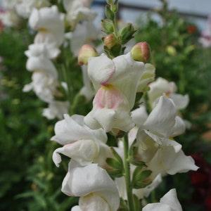 Snapdragon Seeds (20) - Appleblossom Snapdragons