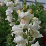 Snapdragon Seeds (20) - Appleblossom Snapdragons